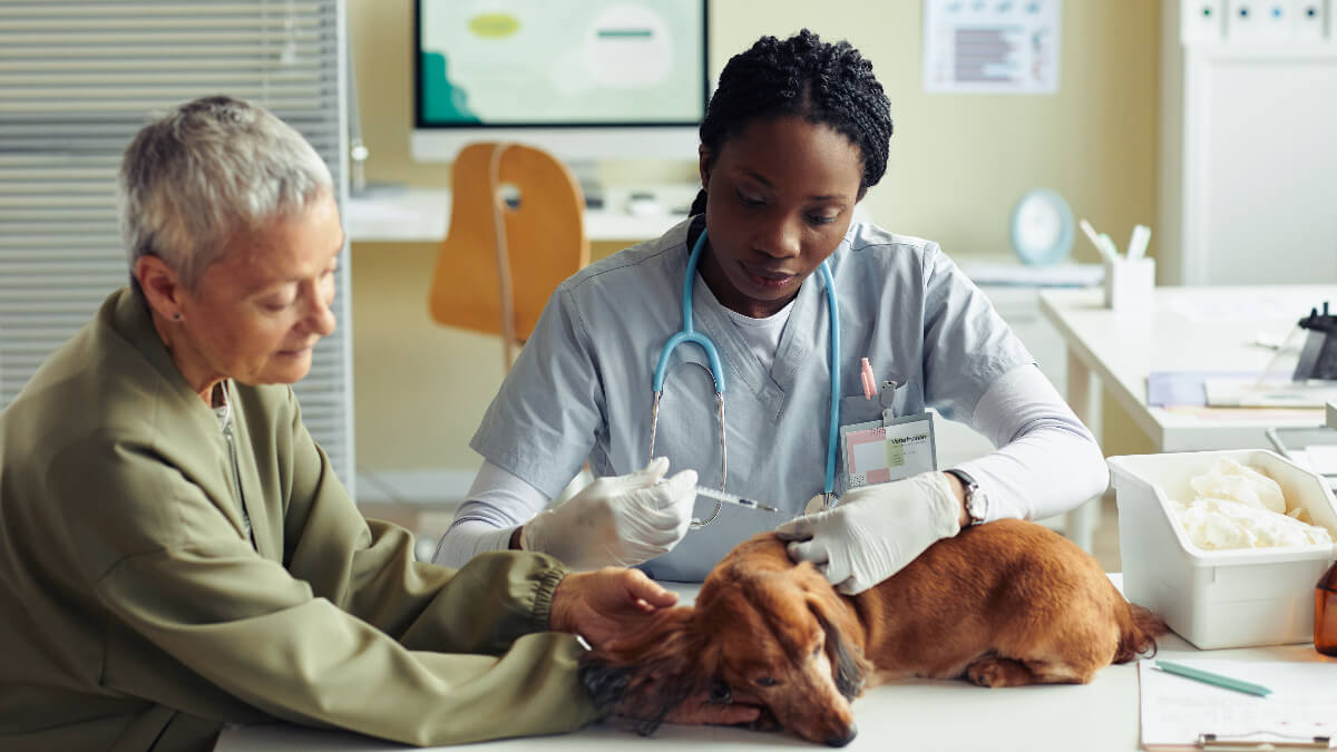 Paixão que vira profissão: A jornada emocionante da Medicina Veterinária.