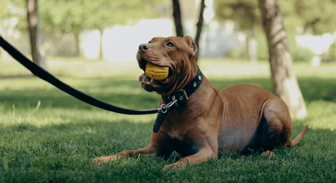 Verminoses em pets: proteção que começa na prevenção.