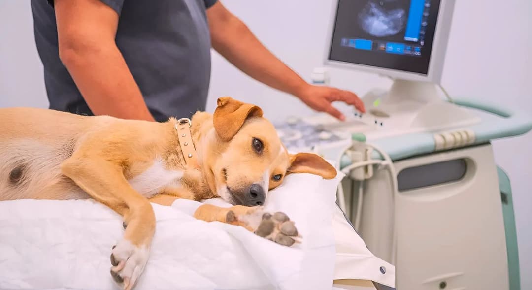 Vet-Tech: a tecnologia veterinária proporcionando um novo horizonte de cuidados.