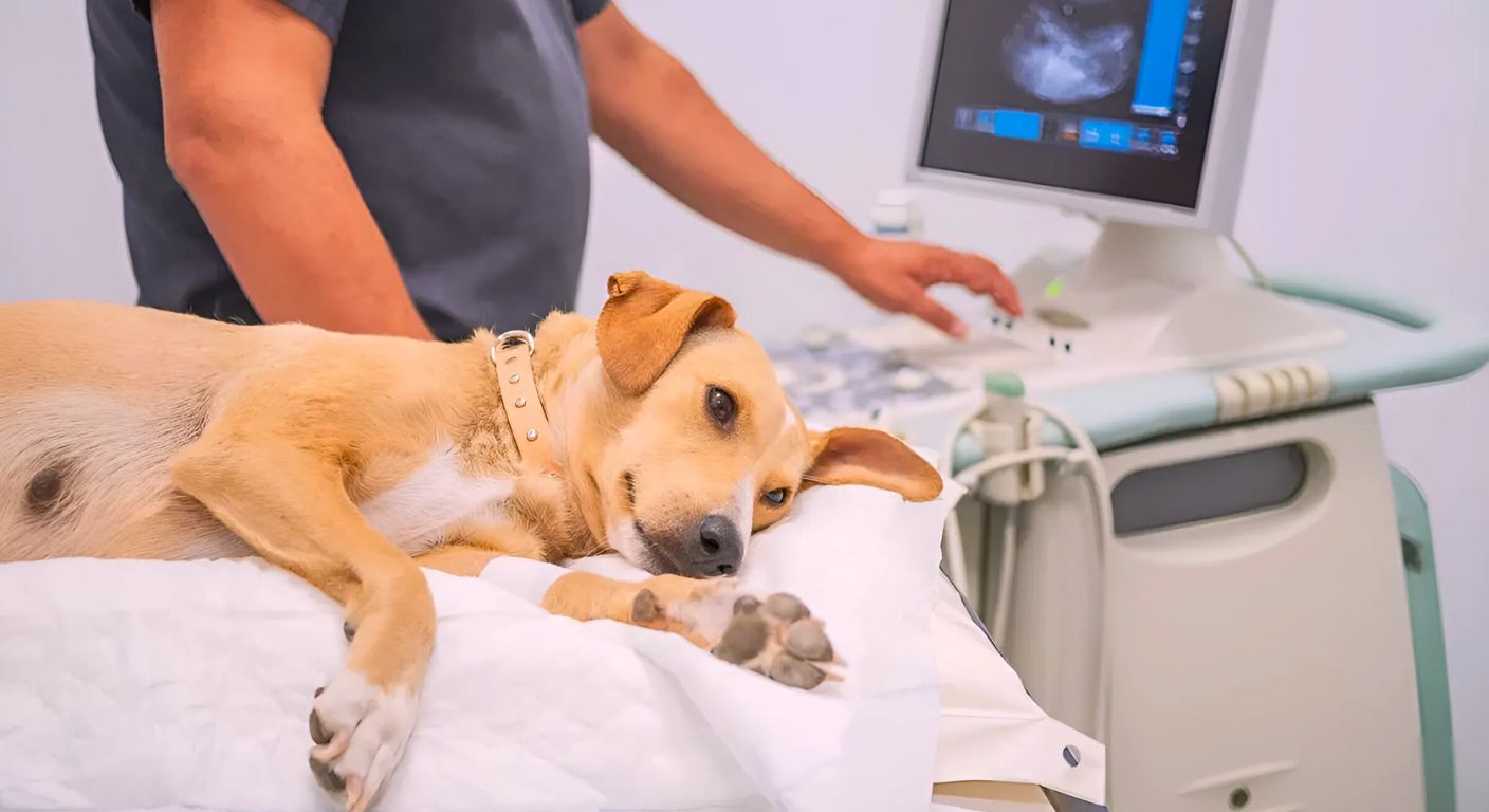 Vet-Tech: a tecnologia veterinária proporcionando um novo horizonte de cuidados.