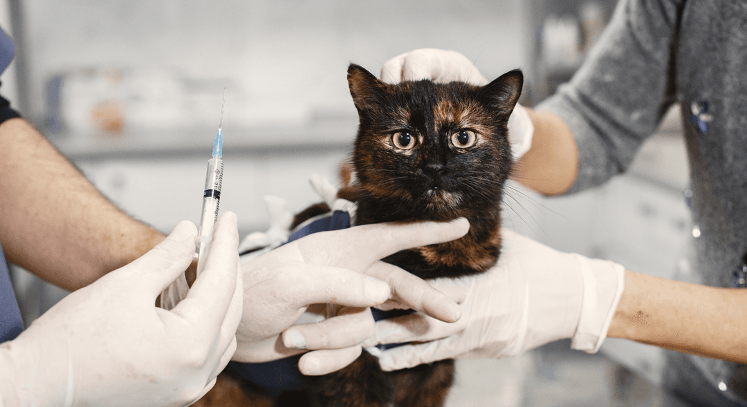 Vacinação em gatos: Um guia rápido para a saúde felina.
