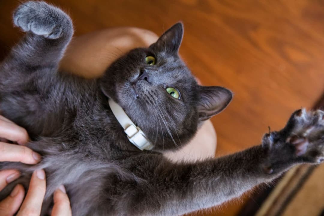 Desvendando o universo felino: cuidado, comportamento e um espaço exclusivo para eles.